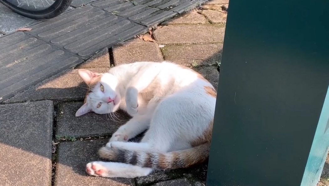 Le Chat, film type plan Lumière de Gaspard YAO