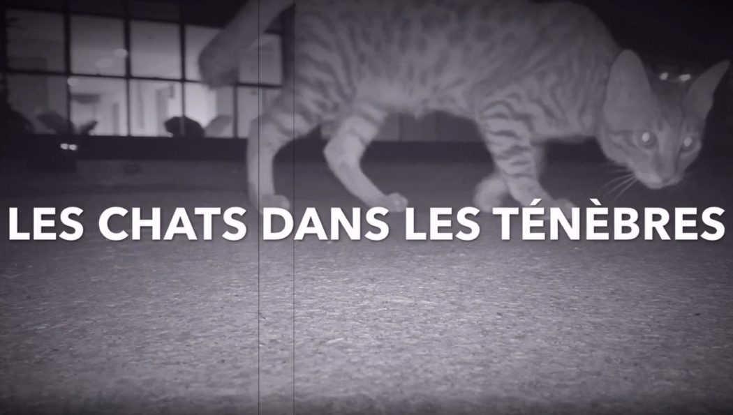 Les chats dans les ténèbres, plan Lumière de Océane WU